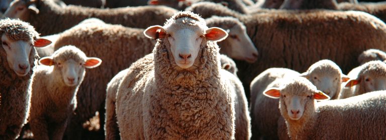 Sheep make the pasture come alive