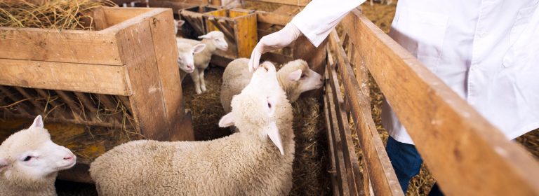 Sheep are the farm’s heartbeat