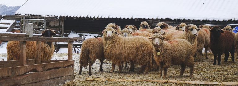 Where sheep thrive, farms grow