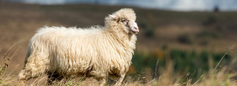 The flock is stronger together