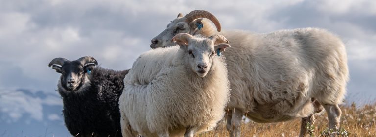 In a world of wolves, be a sheep