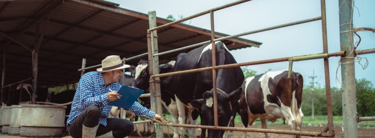 How to Write Cattle Farm Business Plan